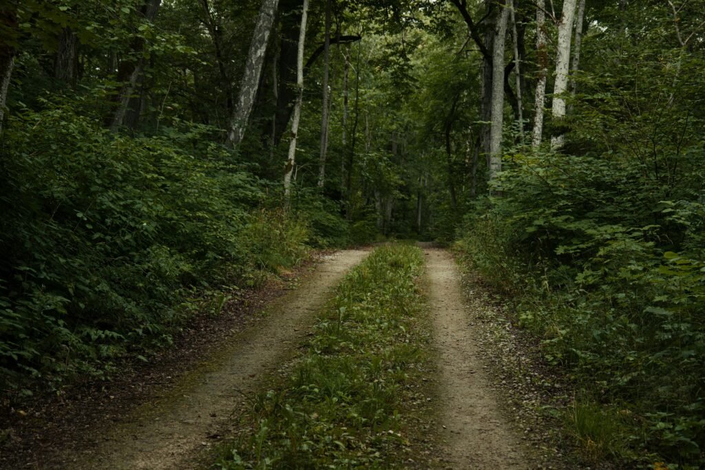 Free stock photo of dark forest, dark green, deciduous forest